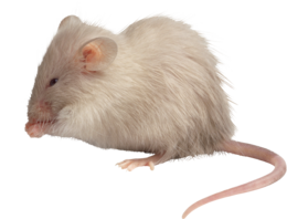 animals & Rat mouse free transparent png image.