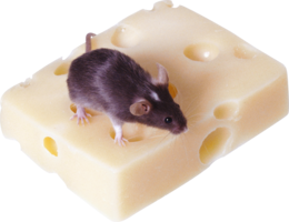 animals & rat mouse free transparent png image.