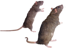 animals & Rat mouse free transparent png image.