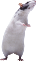 animals & Rat mouse free transparent png image.