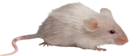 animals & rat mouse free transparent png image.