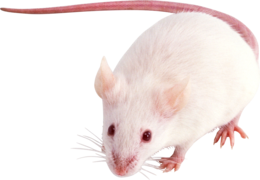 animals & rat mouse free transparent png image.