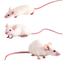 animals & Rat mouse free transparent png image.