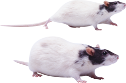 animals & rat mouse free transparent png image.