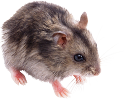 animals & Rat mouse free transparent png image.