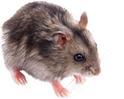 animals & rat mouse free transparent png image.