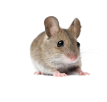 animals & Rat mouse free transparent png image.