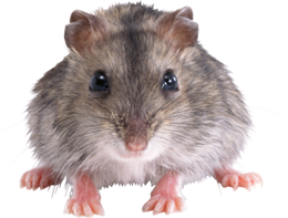 animals & Rat mouse free transparent png image.