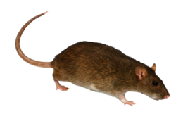 animals & rat mouse free transparent png image.