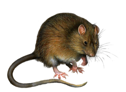 animals & Rat mouse free transparent png image.