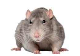 animals & rat mouse free transparent png image.