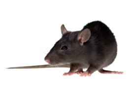 animals & rat mouse free transparent png image.