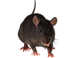 animals & Rat mouse free transparent png image.