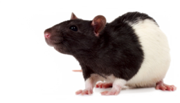 animals & Rat mouse free transparent png image.