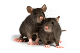 animals & rat mouse free transparent png image.