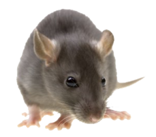 animals & Rat mouse free transparent png image.