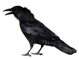 animals & Raven free transparent png image.