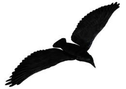 animals & raven free transparent png image.