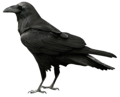 animals & Raven free transparent png image.