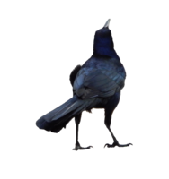 animals & raven free transparent png image.