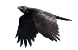 animals & raven free transparent png image.