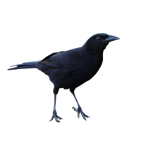 animals & raven free transparent png image.