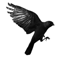 animals & Raven free transparent png image.