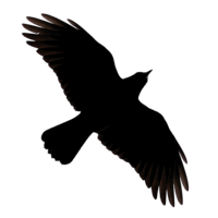 animals & Raven free transparent png image.