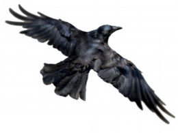 animals & Raven free transparent png image.