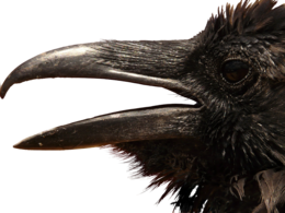 animals & raven free transparent png image.