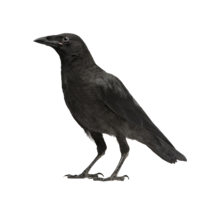 animals & raven free transparent png image.