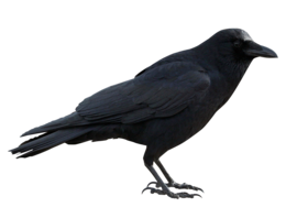 animals & raven free transparent png image.