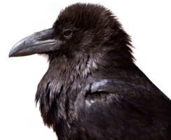 animals & raven free transparent png image.