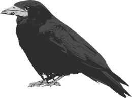 animals & raven free transparent png image.