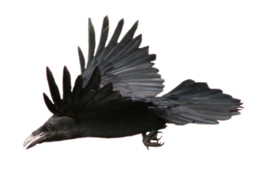 animals & raven free transparent png image.