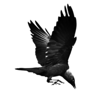 animals & raven free transparent png image.