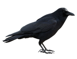 animals & Raven free transparent png image.