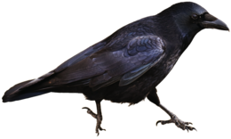 animals & Raven free transparent png image.