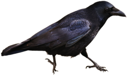 animals & raven free transparent png image.