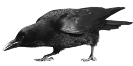 animals & raven free transparent png image.