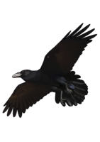 animals & Raven free transparent png image.