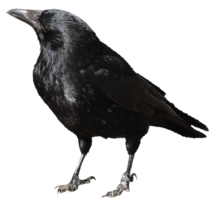 animals & Raven free transparent png image.