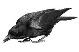 animals & raven free transparent png image.