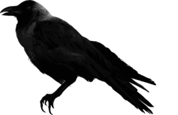 animals & raven free transparent png image.