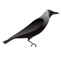 animals & raven free transparent png image.