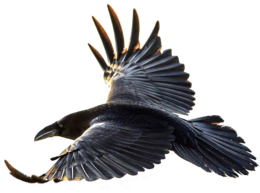 animals & raven free transparent png image.