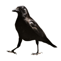 animals & Raven free transparent png image.