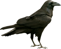 animals & raven free transparent png image.