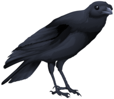 animals & raven free transparent png image.