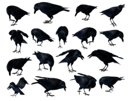 animals & Raven free transparent png image.